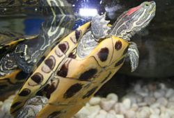 붉은귀거북 Trachemys scripta elegans