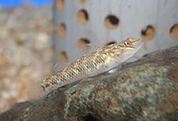 밀어 Rhinogobius brunneus (Temminck et Schlegel)